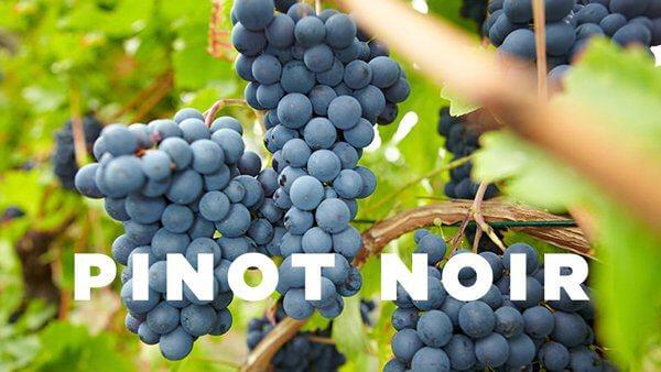 Nguồn gốc xuất xứ của nho Pinot Noir
