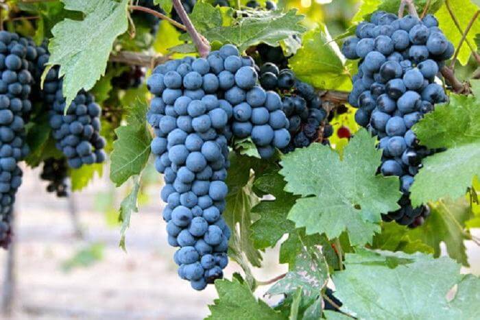 Chất lượng trái nho ảnh hưởng tới việc rượu vang Ý để được bao lâu